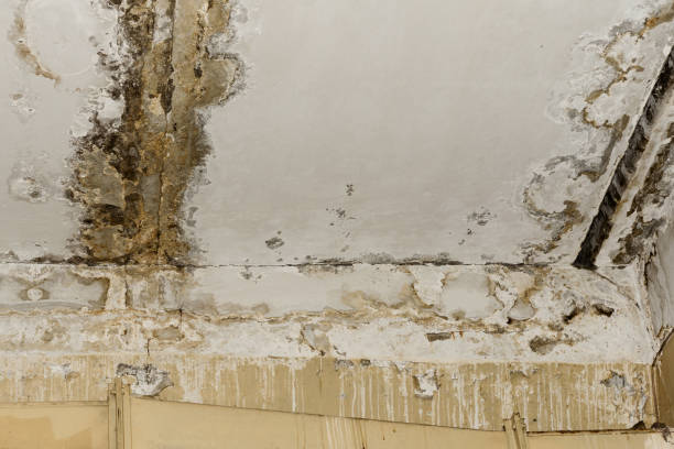  South Haven, MI Mold Removal Pros