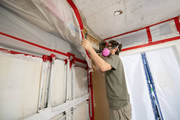 Best Black Mold Removal  in South Haven, MI