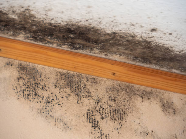 Best Industrial Mold Remediation  in South Haven, MI