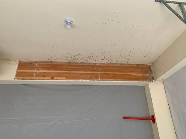 Best Mold Remediation for Healthcare Facilities  in South Haven, MI