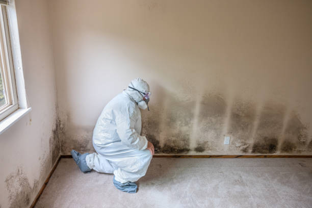 Best Real Estate Mold Inspection  in South Haven, MI