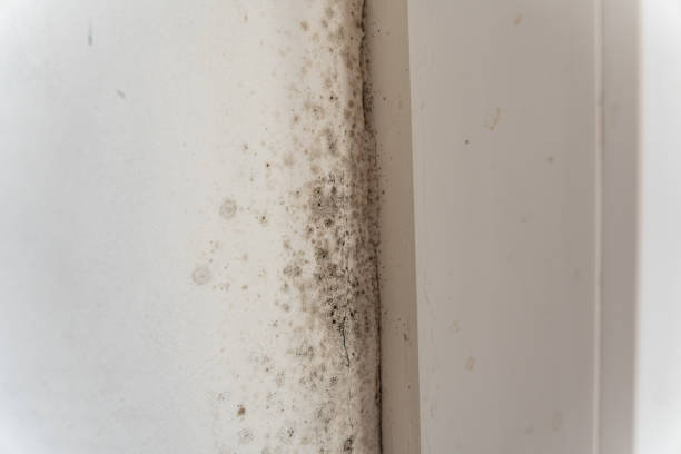 Best Airborne Mold Testing  in South Haven, MI