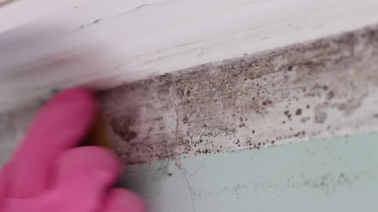 Best Water Damage & Mold Remediation  in South Haven, MI